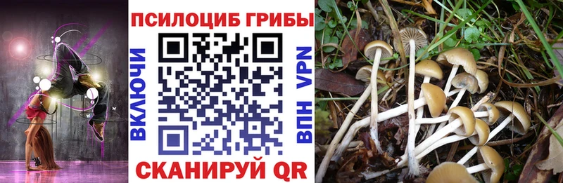 где можно купить наркотик  Волжский  Псилоцибиновые грибы Cubensis 